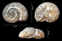 Palaeocyclophorus heliciformis